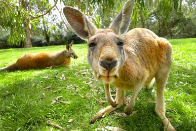 Alt om kænguruer: almindelige myter, interessante fakta