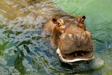 Conceptos erróneos sobre los hipopótamos