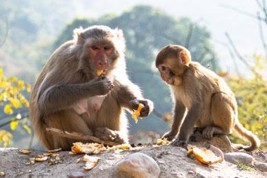 Missverständnisse und Fakten über Affen