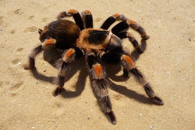 Поширені міфи та цікаві факти про павуків