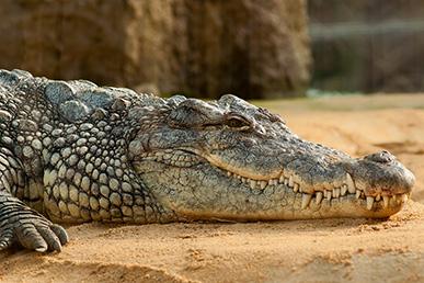 Myths about crocodiles