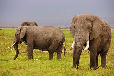 Common misconceptions about elephants