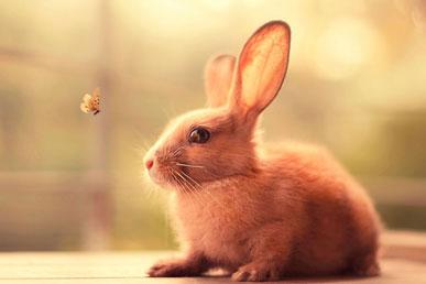 Missverständnisse über Kaninchen