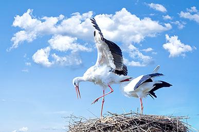 Misconceptions about storks