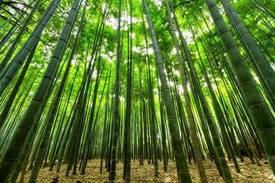 Missverständnisse über Bambus