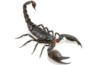 Tévhitek a skorpiókkal kapcsolatban