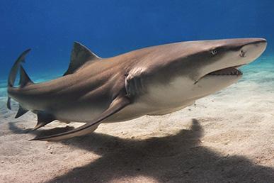 Насколько опасны акулы?