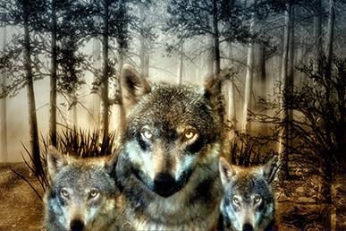Mitos dasar tentang serigala. Apakah serigala itu karnivora atau vegetarian?