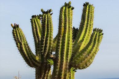 Idee sbagliate sui cactus