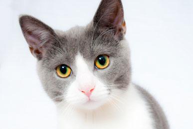 Popular misconceptions about cats