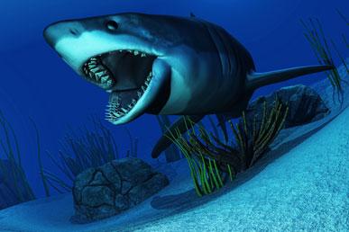Распространённые заблуждения об акулах