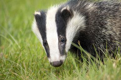 Misconceptions and facts about badgers