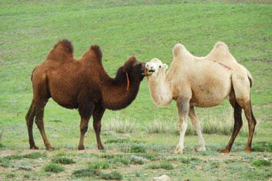关于骆驼的流行神话