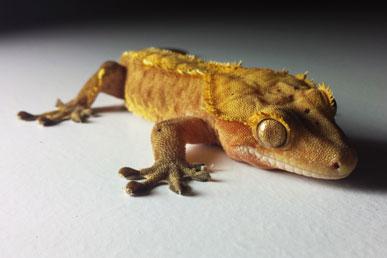 Interessante Fakten und berühmte Mythen über Geckos