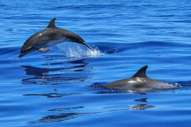 Kända missuppfattningar om delfiner