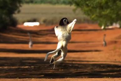 Melompat sifakas | Lemur menari