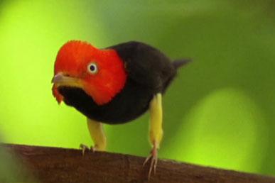 "Moonwalk" of the red-capped piper