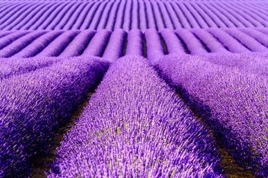 Lavender fields of Provence, Panjin Red Beach, Dallol Volcano, Vatnajökull Glacier, Antelope Canyon: the most colorful places