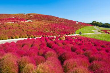 Hitachi Park, Luoping Rapeseed Fields, Moravian Fields, Bo-Kaap District, Wave Rock Formation: the most colorful places