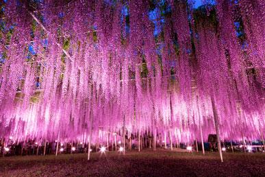 Ashikaga Flower Park, Banai Rice Terraces, Keukenhof Park, Red Lands, Hitsujiyama Park: the most colorful places
