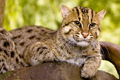 Fishing cats: interesting facts