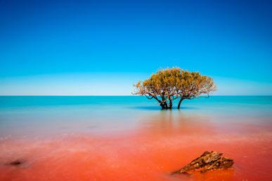 Roebuck Bay i Australien, Jacarandas i Pretoria i Sydafrika, Mu Can Chai i Vietnam, Blue City of Chefchaouen i Marokko: de mest farverige steder på planeten
