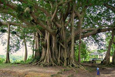 Walking tree, Vine tree, Thorn tree, Forest tree: the most unusual trees