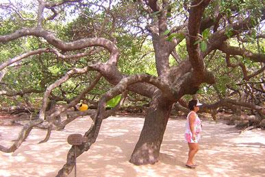 Noix de cajou Piranji : arbre du bosquet