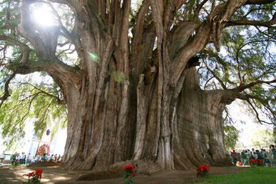 Το πιο παχύ δέντρο, The Tree of Life, The Monkey Puzzle Tree, The Grove Tree: The Most Unusual Trees
