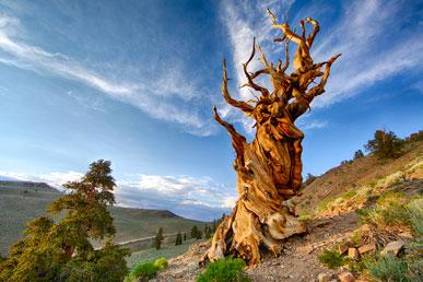 Methuselah pine – the oldest tree in the world