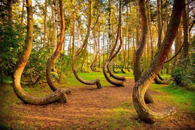 Crooked Forest, Dead Forest, Old Pine Forest, Grove Tree: uvanlige skoger på planeten vår