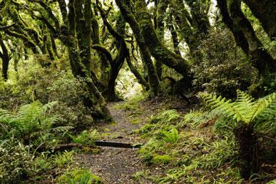 Goblin Forest, Tančící les, Paranormální les, Sunken Forest: neobvyklé lesy naší planety