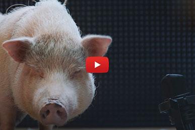 Wie das Geräusch eines Schweins in Kaspersky Anti-Virus erschien
