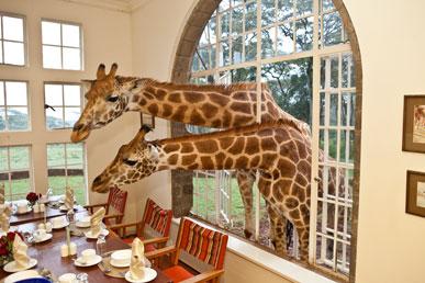 Giraffe Manor Hotel – hotel unik dengan zirafah di Afrika