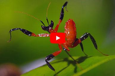 Kung Fu Mantis Mantis vs Jumping Spider