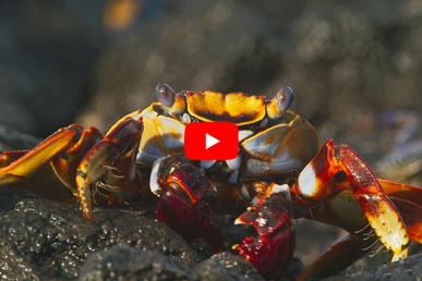 Hur krabbor flyr från muränor och bläckfiskar