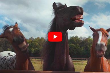 Volkswagen Tiguan | Laughing horses
