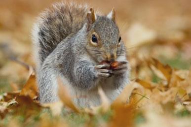 About squirrels, acorns and theft