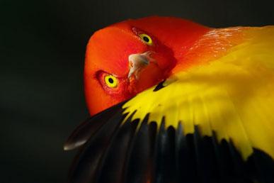 Velkolepý pergolový ptačí výkon