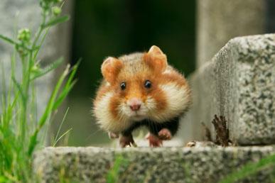 Hur en vild hamster stjäl vax