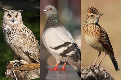 Tes: Tentukan chronotype Anda: "owl", "lark" atau "dove"