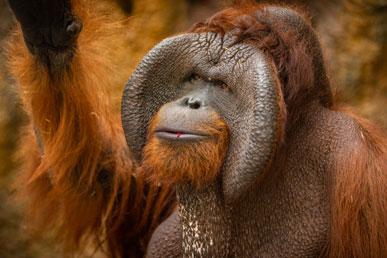 Borneói orangután, zebragalamb, szentjánosbogár tintahal, jaguarundi, mimikai polip: a legszokatlanabb állatok