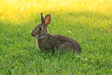 Con thỏ có nhát gan không?