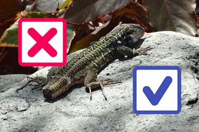 Myth and Truth: Misconceptions about Reptiles, Arthropods, and Others (Part 2)