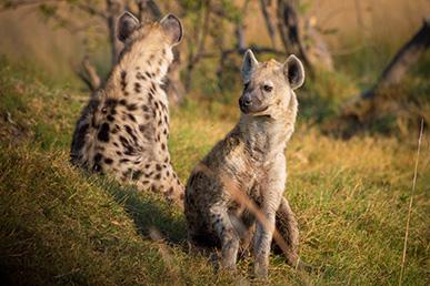 Misforståelser om hyænen: en fej ådselæder eller et farligt og kraftfuldt rovdyr?