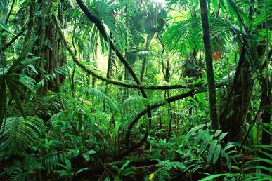 Jungle Misconceptions