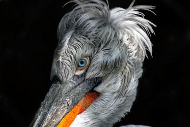 Dalmatisk pelikan, fläckig skunk, regnbågsgroda, krönhjort, eukalyptusskelett: de mest ovanliga djuren