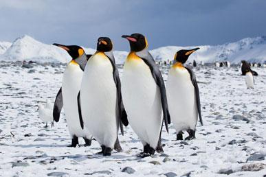 Datos interesantes sobre los pingüinos