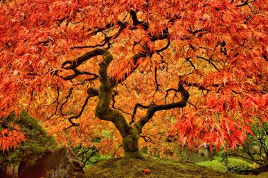 Vườn Nhật Bản Portland ở Mỹ, Mùa Grafton Jacaranda ở Úc, Công viên nhiệt đới Nong Nooch ở Thái Lan: những địa điểm rực rỡ sắc màu nhất hành tinh