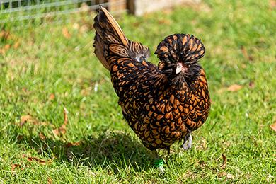 Polish Chicken: Ornamental Breed with Fluffy Crest